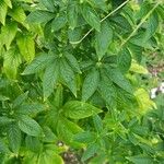 Cleome spinosa Leaf