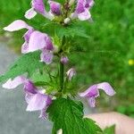 Lamium maculatumKvet