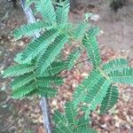 Albizia brevifolia Hoja