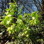 Helleborus foetidus Hoja