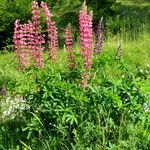 Lupinus polyphyllus Alkat (teljes növény)