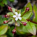 Lysimachia mauritiana Çiçek
