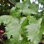 Vitis rotundifolia Folha