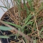 Eragrostis unioloides Φύλλο