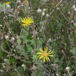 Heterotheca sessiliflora Buveinė