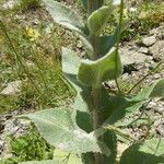 Verbascum boerhavii Écorce