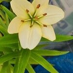 Lilium candidumപുഷ്പം