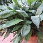 Aspidistra elatior Лист