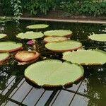 Victoria amazonica Habitat