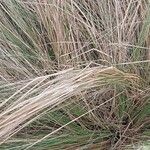 Stipa pennata Liść