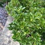 Ilex crenata 葉