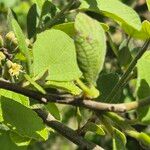 Cordia monoica Liść