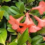 Barleria repens Frukt