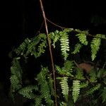 Pteris intricata Leaf