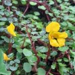 Impatiens repens Habitat