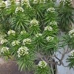 Echium decaisnei Costuma