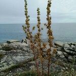 Artemisia chamaemelifolia Lapas