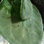 Saintpaulia ionantha Leaf