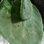 Saintpaulia ionantha Hoja