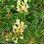 Oxytropis campestrisFleur