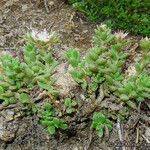 Sedum niveum Habitus