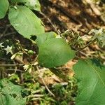 Solanum torvum Leaf