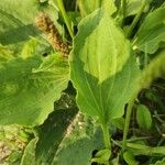 Plantago major Leaf