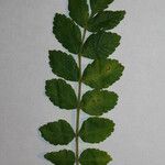 Rhus coriaria Otro
