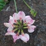 Coronilla viminalis Flor
