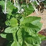 Nicotiana sylvestris ശീലം