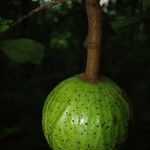 Monodora myristica Fruit