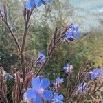 Anchusa azureaFlor