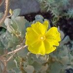 Cistus atriplicifolius