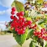 Sorbus ariaVili