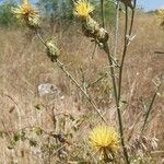 Centaurea salonitana Flower