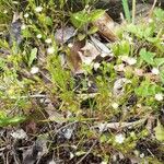 Sabulina tenuifolia Çiçek