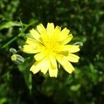 Lapsana communis Flower