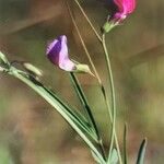 Lathyrus angulatus Květ