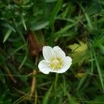 Parnassia palustrisFlor