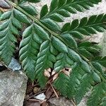 Polystichum polyblepharum Hoja