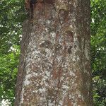 Julbernardia pellegriniana Corteza