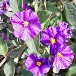 Lycianthes rantonnetii 花