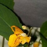 Impatiens capensis Flower