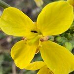 Brassica fruticulosa Flor