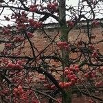 Malus floribunda Fruit