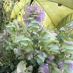 Origanum rotundifolium Flower