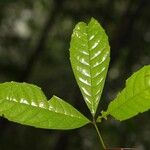 Vitex triflora Feuille