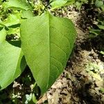 Alkekengi officinarum Leaf