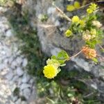 Trifolium campestreFlor