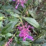 Palicourea angustifolia Flor